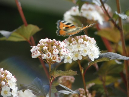 motyl wiosna kwiatów