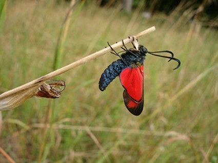 farfalla sumpfhornklee infausta prato