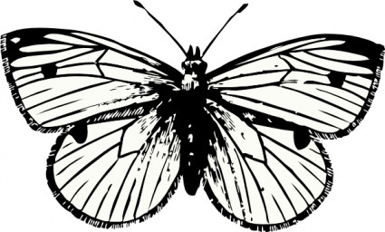 Kohl-Schmetterling-ClipArt-Grafik