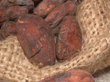 ถั่วเมล็ด cacao โกโก้โกโก้