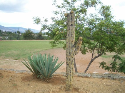 cây xương rồng và agave