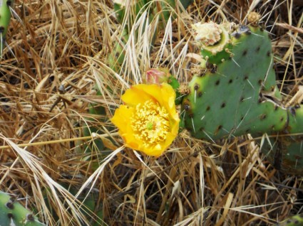 Kaktus Blüte in der Natur