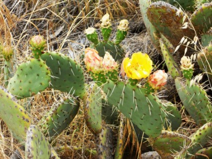 kaktus kwitnie