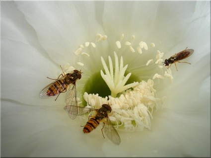 サボテンの花ハナアブ咲く白