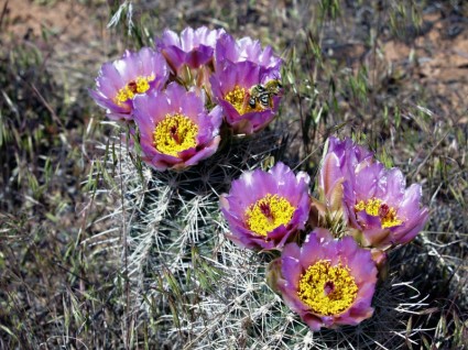 insectes de fleur de cactus