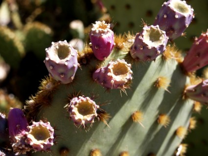 naturaleza de flor de cactus