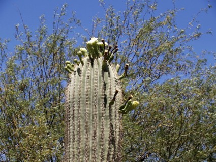 kaktus kwitnąć wysoki