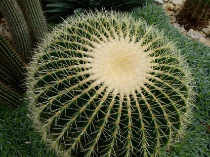 pianta del cactus cactacee