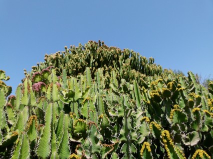 piante di cactus cactacee