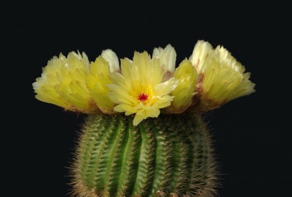 Kaktus kaktus blossom notocactus paling bungsu