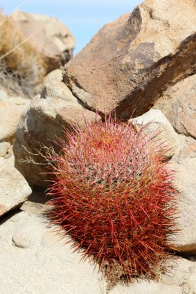 Cactus Californie barrel cactus cactaceae