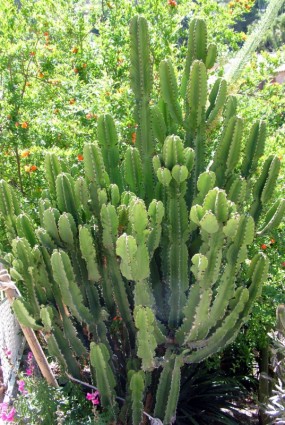 Kaktus koloni
