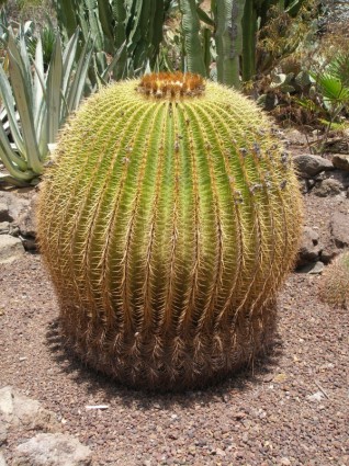 Kaktus Wüste Natur