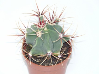 Kaktus ferocactus latispinus ferocactus
