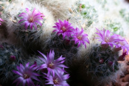 cactus de floración de cactus púrpura
