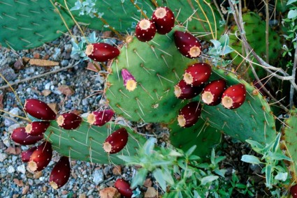frutos de cactus