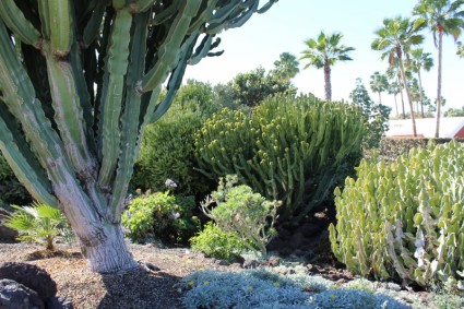 Kaktus Landschaft Pflanze