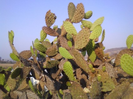 Kaktus Pflanze