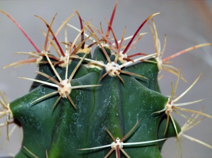 Kaktus Pflanze Natur