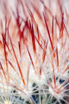 prickle flor de cactus