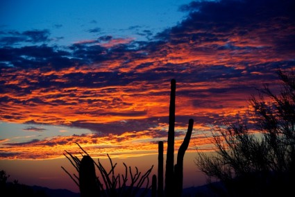 lever du soleil de cactus