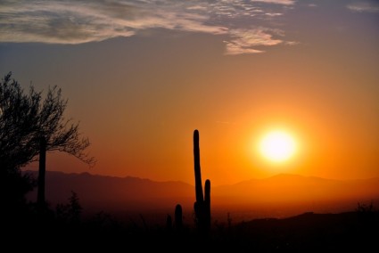 alba di cactus