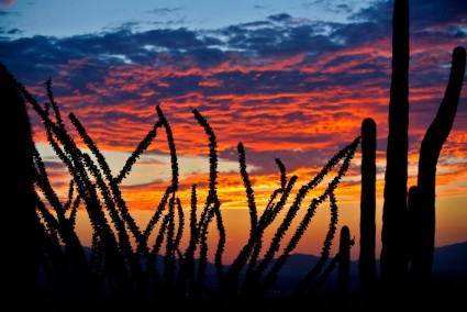 Kaktus sunrise