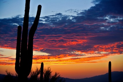 lever du soleil de cactus