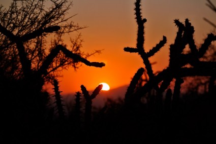 Kaktus-Sonnenaufgang