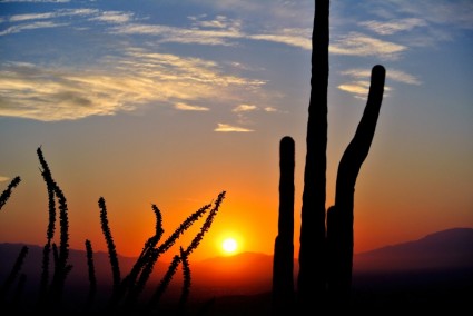 amanecer de cactus