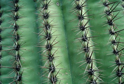 textura de cactus