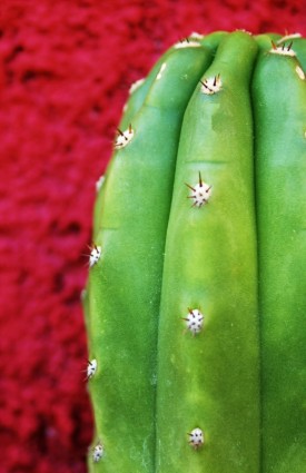 Kaktus Textur grün