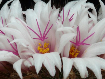 زهور الصبار بيضاء