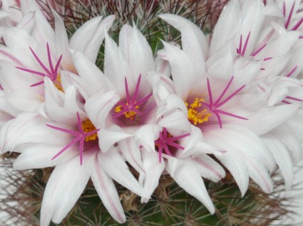 하얀 선인장 꽃