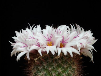 kaktus białe kwiaty