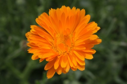 fiori di calendula closeup