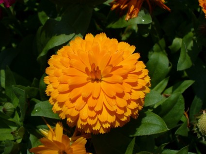 Calendula Marigold Calendula Officinalis
