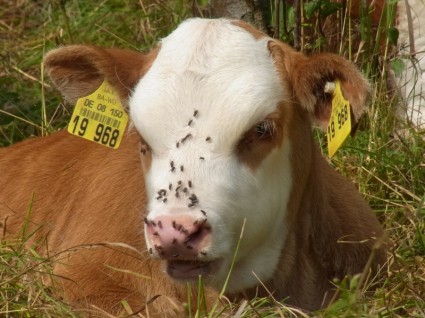 mucca di redneck vacca vitello