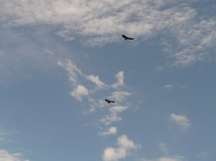 Kalifornien-Kondor Condor Vogel