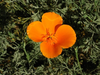 flor de papoila da Califórnia