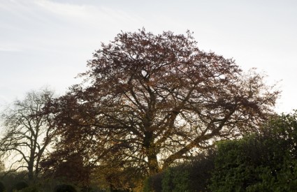 Cambridge pohon matahari