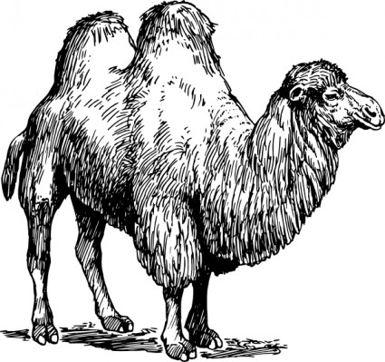 Camel clip-art