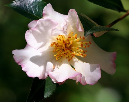 Camellia Flower Pink