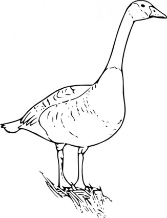 Canada goose clipart