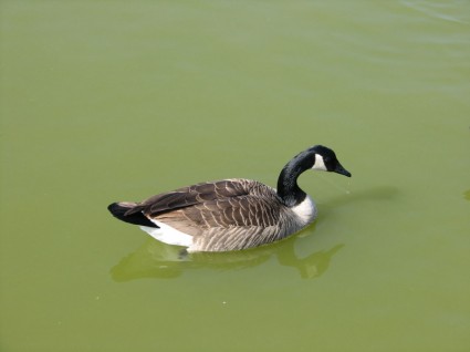Profilo di Canada goose