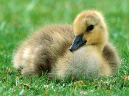 Canadá gosling parede bebê animais animais
