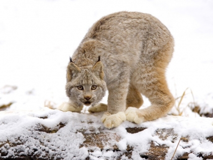 Kanada lynx wallpaper hewan kucing besar