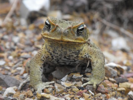 Cane toad ropucha australia dzikość