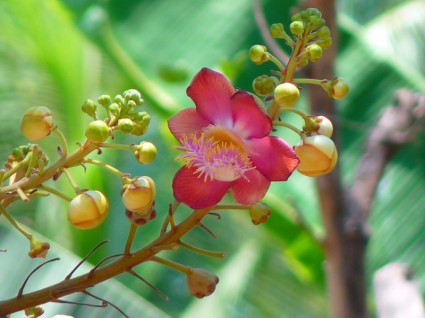 fleur d'arbre de boulet de Canon Sainte