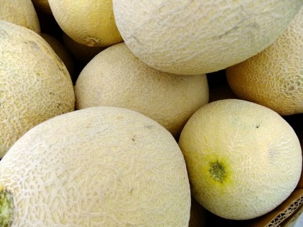 fruto de melón cantalope